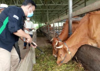 DPKH Laksanakan Vaksinasi Cegah  Meluasnya Penyakit Kuku dan Mulut