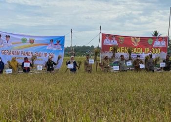 Dongkrak Produksi, Provinsi Kaltim Budidaya Padi Genjah IP 300 dan IP 400