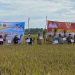 Dongkrak Produksi, Provinsi Kaltim Budidaya Padi Genjah IP 300 dan IP 400