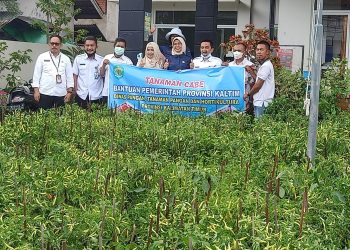 DPTPH Kaltim Bagikan Seribu Bibit Cabai Siap Panen