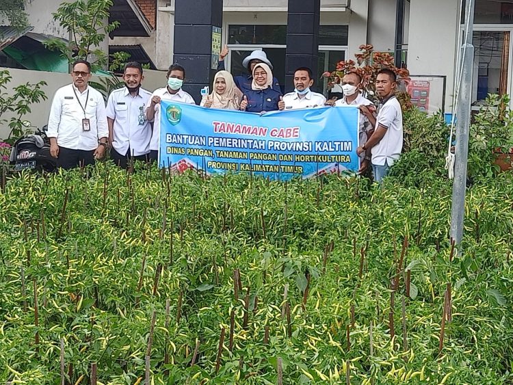 DPTPH Kaltim Bagikan Seribu Bibit Cabai Siap Panen