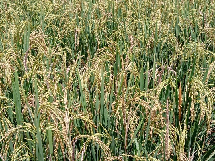 BPS Kaltim Prediksi Penurunan Luas Panen dan Produksi Padi