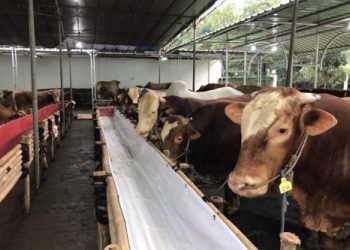 DPKH  Kaltim Jelang Hari Raya Idul Adha 1444 H Ketersediaan Hewan Kurban Tercukupi