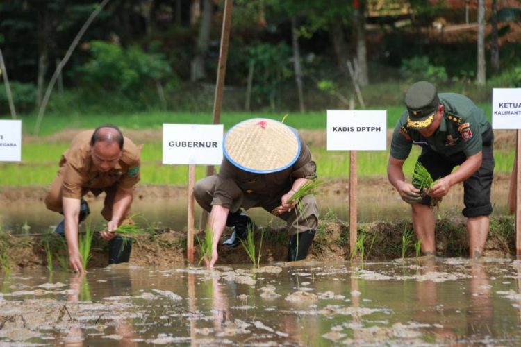 Gubernur  Memimpin Gerakan Tanam 1000 Hektare Padidi Kelompok Tani Citaram Kelurahan Bukit Biru Kabupaten Kutai Kartanegara,