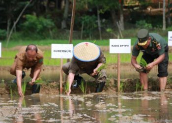 Gubernur  Memimpin Gerakan Tanam 1000 Hektare Padidi Kelompok Tani Citaram Kelurahan Bukit Biru Kabupaten Kutai Kartanegara,