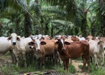 Dinas Peternakan Gelar Implementasi Sistem Integrasi Sapi Kelapa Sawit