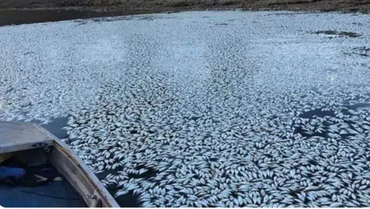 DKPP Kaltim dan Kukar Lakukan Investigasi Kematian Masal Ikan di Muara Muntai