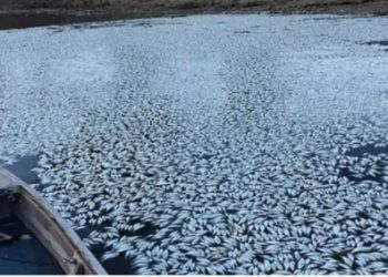 DKPP Kaltim dan Kukar Lakukan Investigasi Kematian Masal Ikan di Muara Muntai