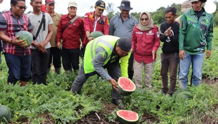Desa Menamang Kanan Muara Kaman Desa Penghasil Semangka