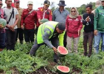 Desa Menamang Kanan  Muara Kaman Desa Penghasil Semangka   