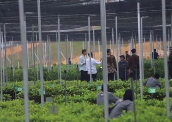 Tinjau Persemaian Mentawir, Presiden RI Komitmen Jadikan IKN Kawasan Hijau