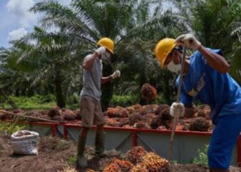 Komoditi  Kelapa Sawit di Desa Margahayu  Sejahterakan Masyarakat