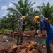 Komoditi  Kelapa Sawit di Desa Margahayu  Sejahterakan Masyarakat