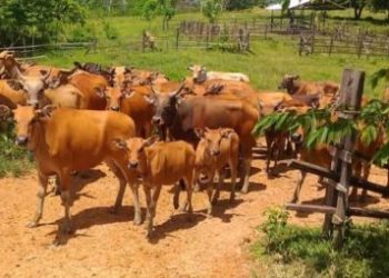 Populasi Sapi di Desa Margahayu Mencapai 1.400 Ekor  dipelihara oleh lima Kelompok Tani