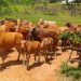 Populasi Sapi di Desa Margahayu Mencapai 1.400 Ekor  dipelihara oleh lima Kelompok Tani