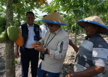 Silaturahmi Dengan Poktan Samboja, Wabup Cicipi Pepaya Langsung Dari Pohonnya