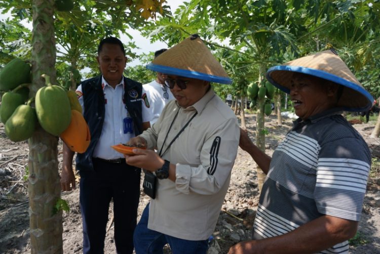 Silaturahmi Dengan Poktan Samboja, Wabup Cicipi Pepaya Langsung Dari Pohonnya