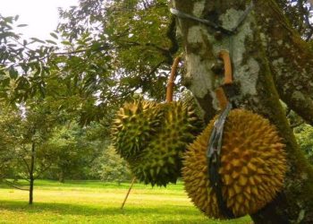 Ladang Subur Buah Durian Desa Rapak Lambur, Beragam Program Diluncurkan
