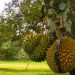 Ladang Subur Buah Durian Desa Rapak Lambur, Beragam Program Diluncurkan