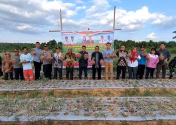 Dukung Sektor Hortikultura, Bupati Kutim Panen 1,5 Ton Bawang Merah