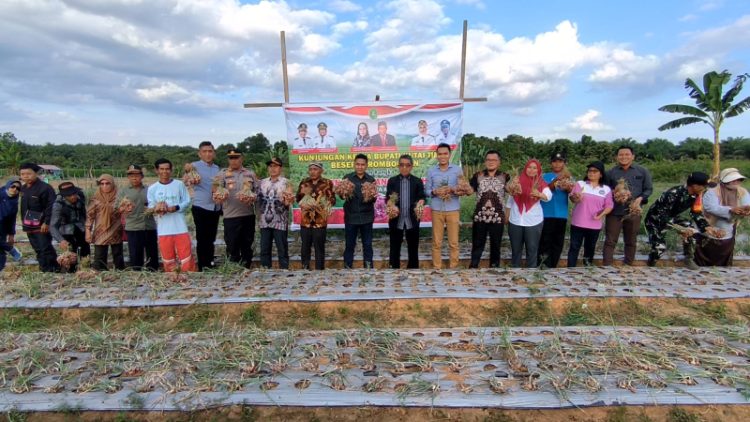 Dukung Sektor Hortikultura, Bupati Kutim Panen 1,5 Ton Bawang Merah