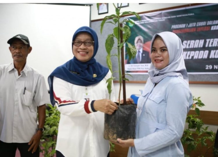 Tekan Inflasi Dinas Pangan Kaltim Serah 2000 benih Cabai di Samarinda