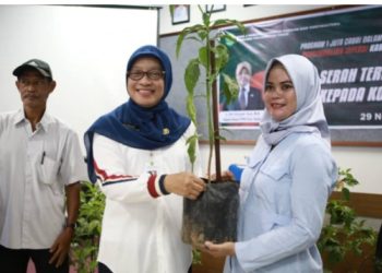 Tekan Inflasi Dinas Pangan Kaltim Serah 2000 benih Cabai di Samarinda