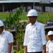 Presiden Jokowi Tanam Bibit Pohon Meranti Tembaga  di IKN