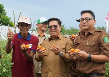Wakil  Bupati Kukar Rendi Solihin Hadiri Syukuran Panen Tomat di Desa Rawa Lembur Samboja.