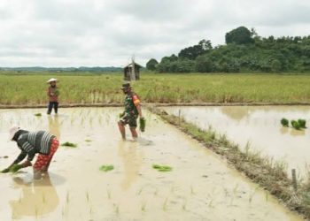 Luas Lahan Sawah Capai 800 Ha, Rapak Lambur Berpotensi Jadi Lumbung Pangan