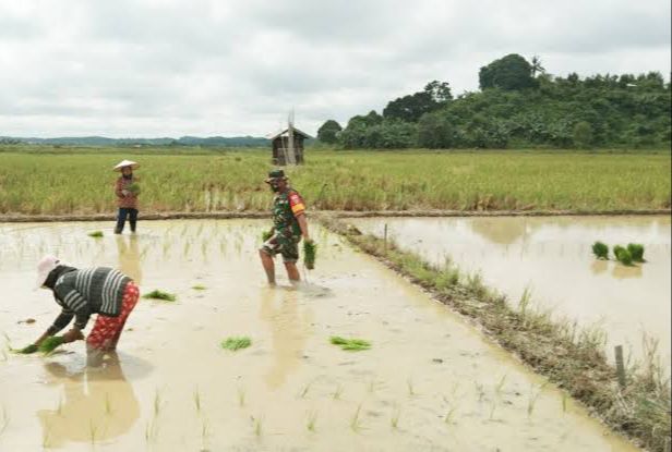 Luas Lahan Sawah Capai 800 Ha, Rapak Lambur Berpotensi Jadi Lumbung Pangan