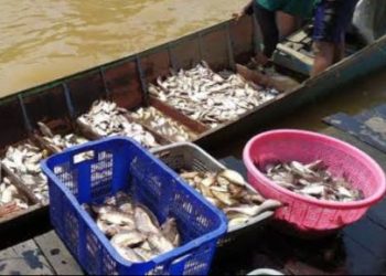 Perikanan dan Kelautan Berpotensi Besar di Samboja