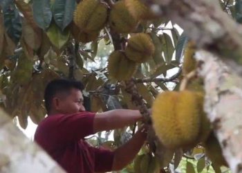 Dewi Belai Jadi Julukan Desa Batuah, Usung Konsep Partisipasi Kreatif