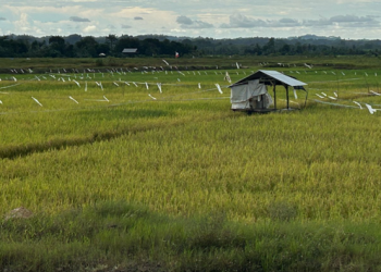 Regenerasi Petani Jadi Tantangan, Tenggarong Seberang Perkuat Ketahanan Pangan
