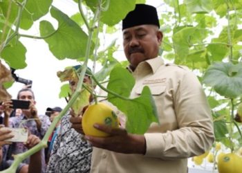 Pemkab Kukar Dorong Pertanian Modern, Bupati Panen Perdana Melon Hidroponik