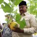 Pemkab Kukar Dorong Pertanian Modern, Bupati Panen Perdana Melon Hidroponik