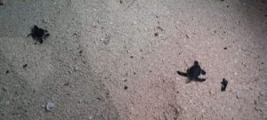 Kormi Kaltim Lepas Tukik di Pulau Derawan